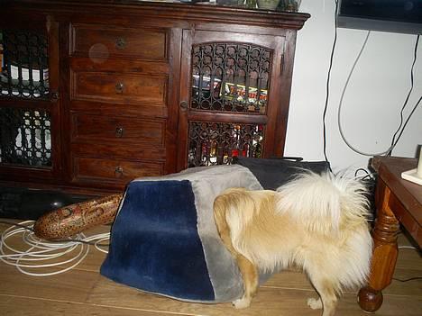 Pomeranian Diego - hey lillebror kom ud og leg med mig... billede 7