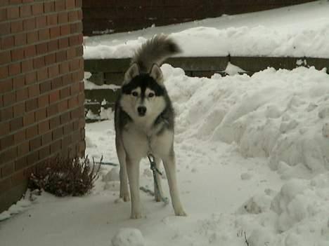 Siberian husky *Alto* - Januar 2006 billede 15