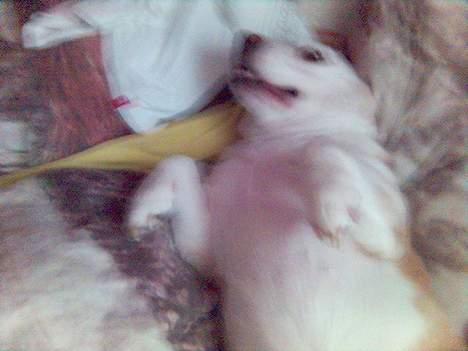 Beagle plet - uuha ryggen klør;) billede 9