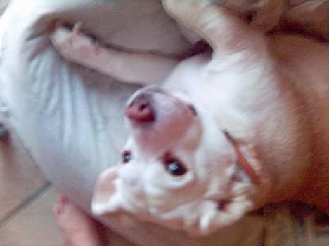 Beagle plet - hov!! var du der billede 10