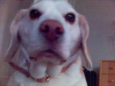 Beagle plet - tid til nærbillede billede 11