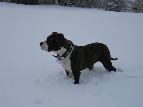 Amerikansk staffordshire terrier Caia billede 1