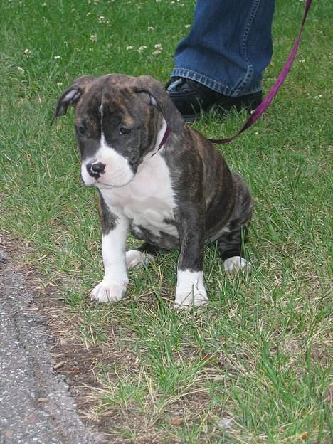 Amerikansk staffordshire terrier Caia billede 2