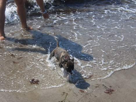 Amerikansk staffordshire terrier Caia billede 3