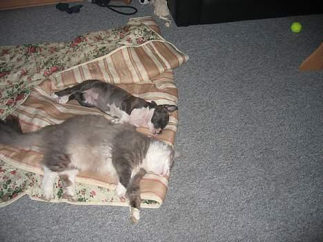 Amerikansk staffordshire terrier Caia billede 4