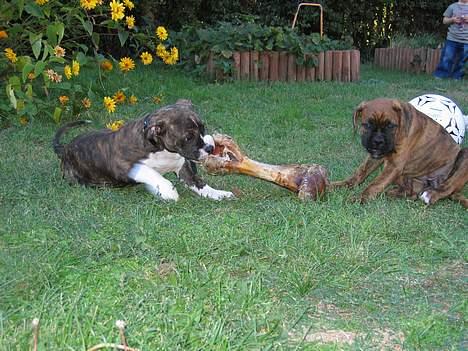 Amerikansk staffordshire terrier Caia billede 5