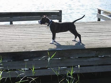 Amerikansk staffordshire terrier Caia billede 6