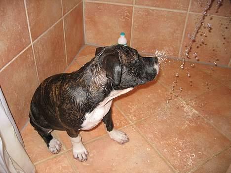 Amerikansk staffordshire terrier Caia billede 7