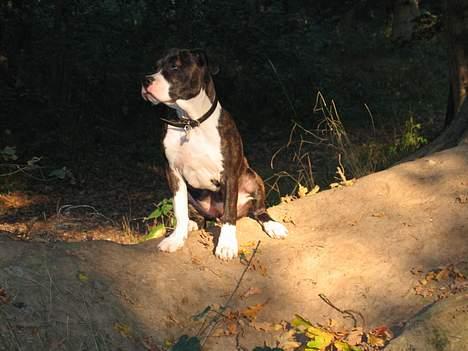 Amerikansk staffordshire terrier Caia billede 8