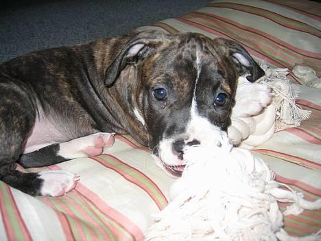 Amerikansk staffordshire terrier Caia billede 9