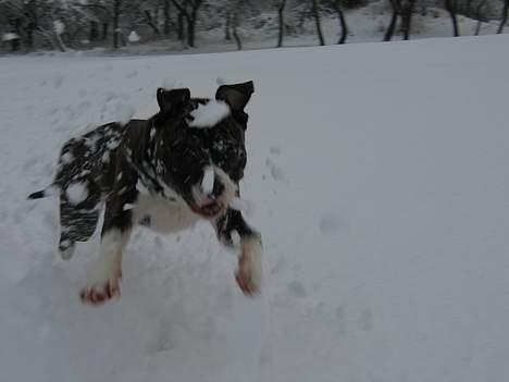 Amerikansk staffordshire terrier Caia billede 10