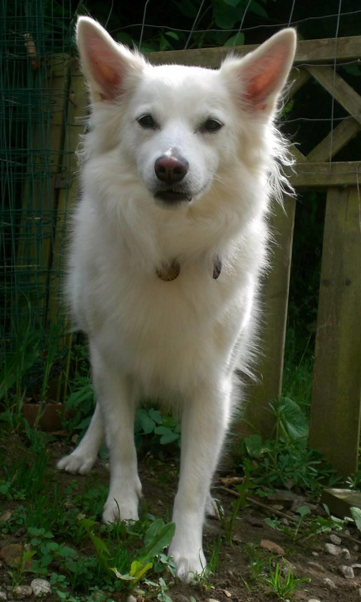 Dansk Spids Luna - Smukke Luna <3 billede 6