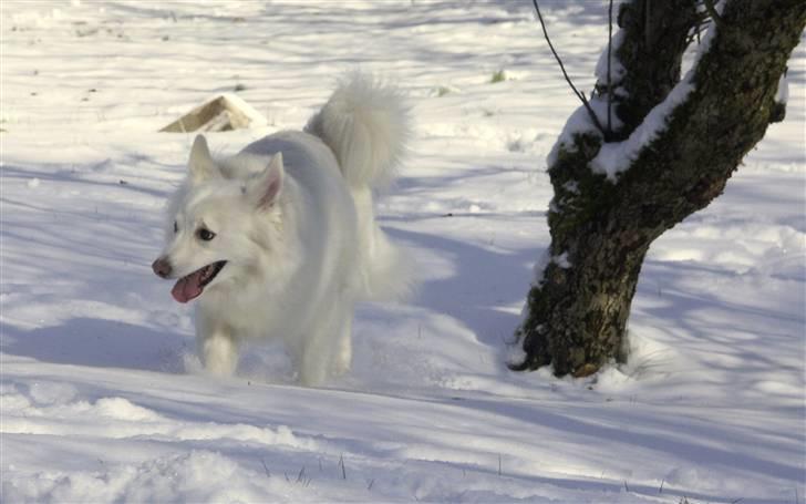 Dansk Spids Luna - Luna i sneen - julen ´07 billede 7