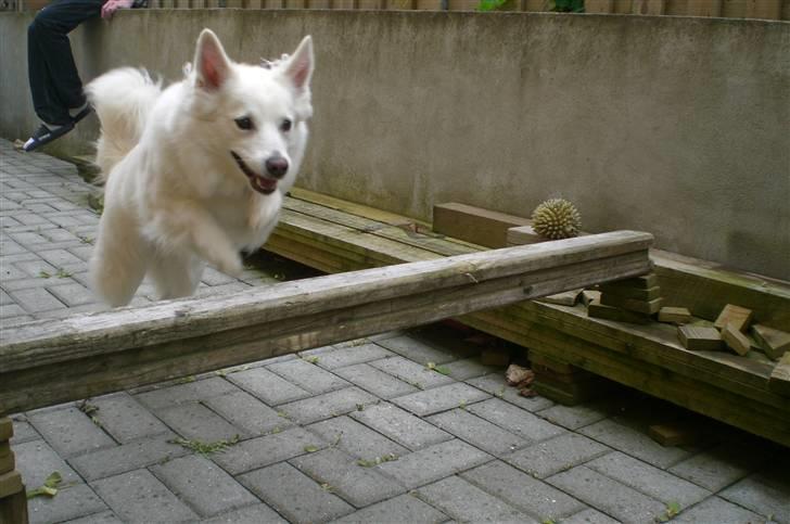 Dansk Spids Luna - JUUUUMP xD billede 8