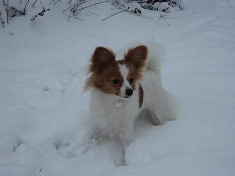 Papillon Tjita billede 1