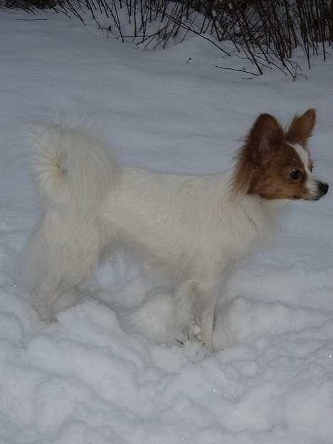 Papillon Tjita billede 3