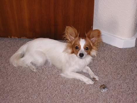 Papillon Tjita billede 4