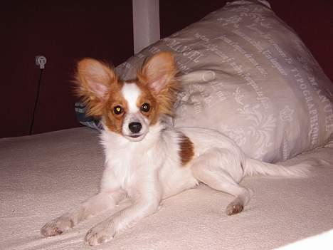 Papillon Tjita billede 5