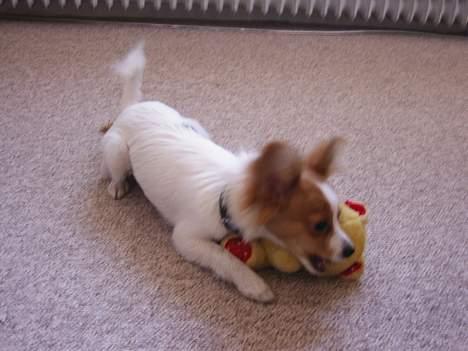 Papillon Tjita billede 6