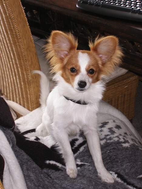 Papillon Tjita billede 7