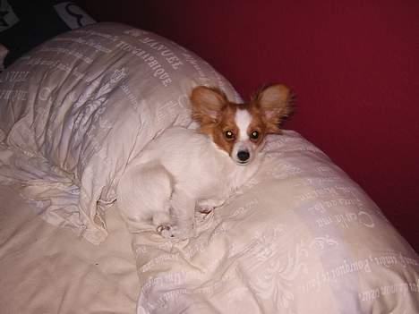 Papillon Tjita billede 8