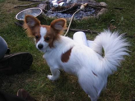 Papillon Tjita billede 9