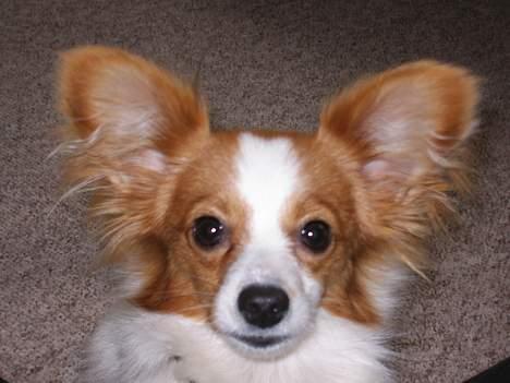 Papillon Tjita billede 10