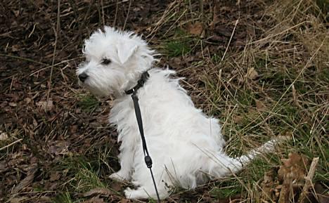 West highland white terrier Chewbacca - Hov, hvad var det der sagde sådan?  billede 15