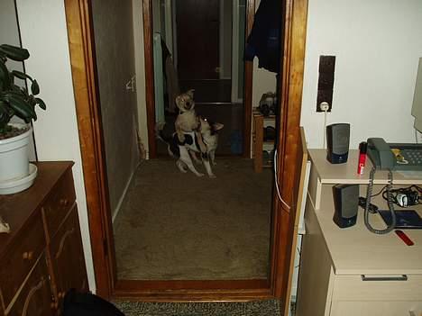 Blanding af racer Nala - leger med bølle billede 9