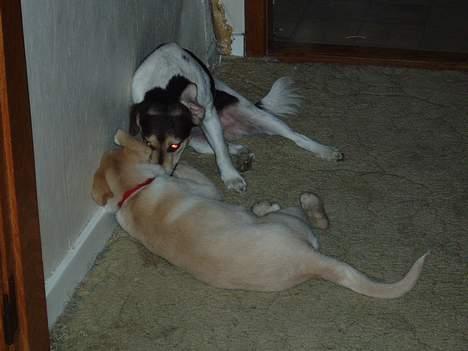 Blanding af racer Nala - vi snakker hemligt billede 10