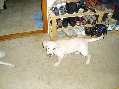 Blanding af racer Nala - hva har i gang i billede 11