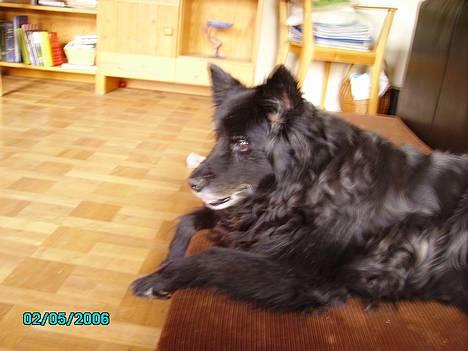 Blanding af racer Trine - Min trine <33 billede 1