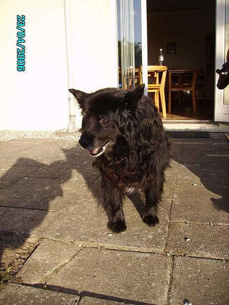 Blanding af racer Trine - <33 billede 2