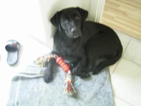 Labrador retriever Keano - Jeg har lige spist lidt mel, : det smagte ærlig talt ikke ret godt, meget klistret..  billede 8