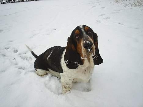 Basset hound Basse - Elsker sne, jo mere jo bedre..... billede 15