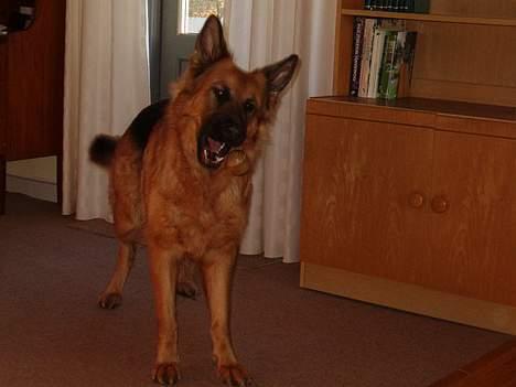 Schæferhund Abby  billede 11