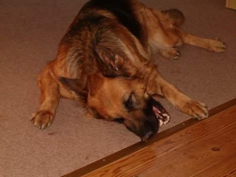 Schæferhund Abby  billede 12