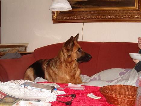 Schæferhund Abby  billede 13