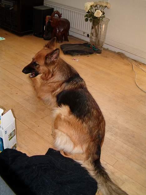 Schæferhund Abby  billede 14