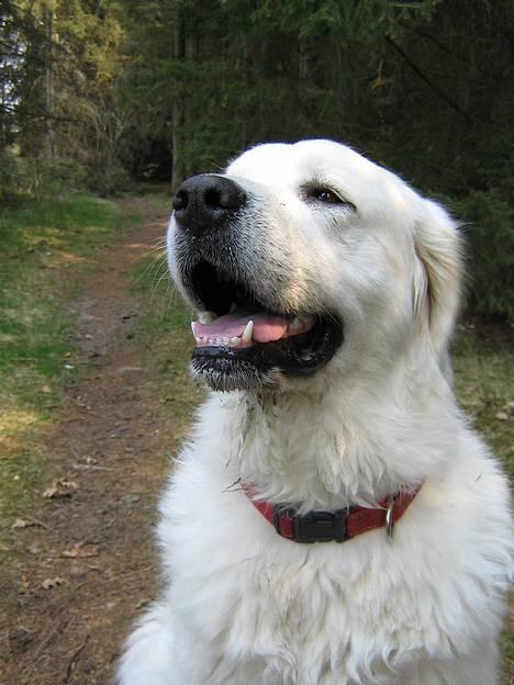 Polski owczarek podhalanski Gazdzina Mala Dolina - Ih hvor er det herligt at være hund! billede 17