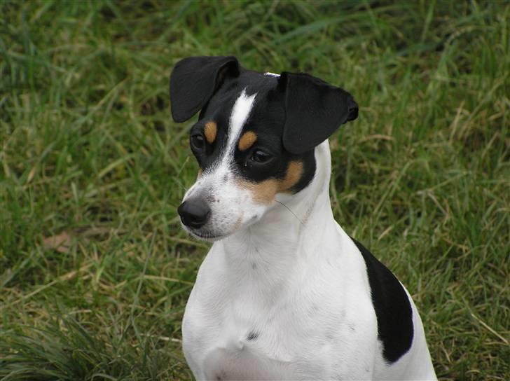 Dansk svensk gaardhund Nux - Nux med nyindfanget mus billede 1