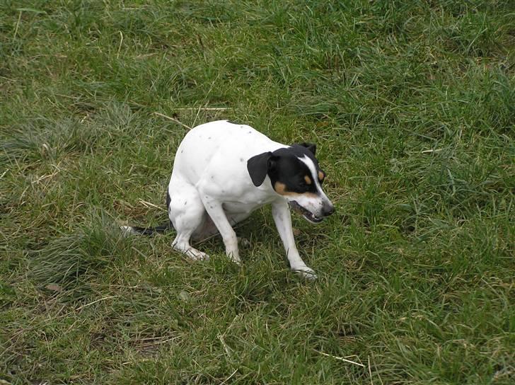 Dansk svensk gaardhund Nux - Nux på marken billede 2