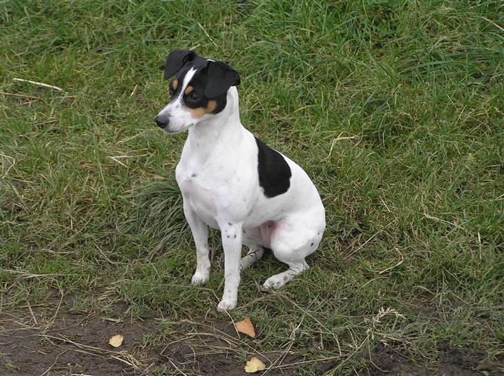 Dansk svensk gaardhund Nux - Lidt stolt er man da. billede 4