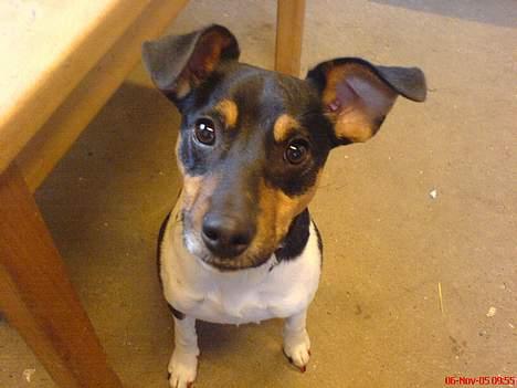 Dansk svensk gaardhund Sigurd billede 1