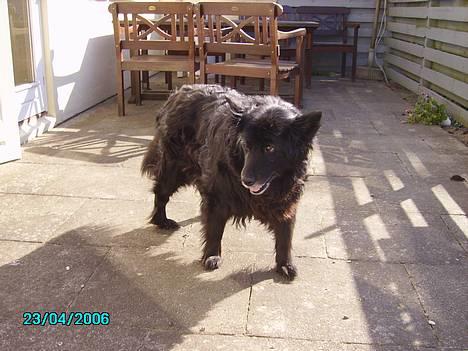 Blanding af racer Trine - <33 billede 3