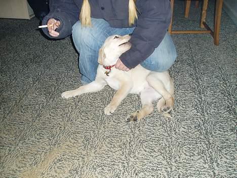 Blanding af racer Nala - Så er det kæletid billede 14