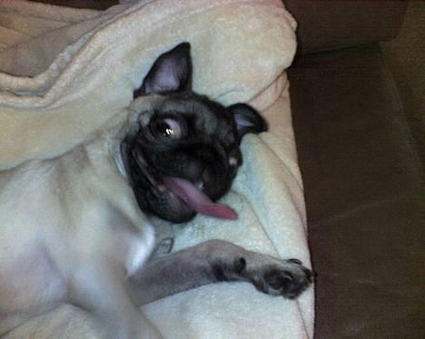 Mops Emil - Jeg er bare helt død, efter jeg har leget hele dagen billede 1