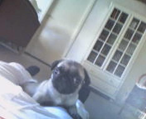 Mops Emil - Emil første dag i sit nye hjem billede 2