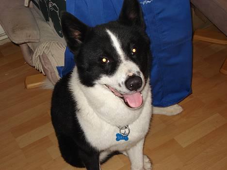 Karelsk bjørnehund Qato DØD  R.I.P 5/3-06 - Jeg vil gerne have en godbid nu... se hvor fint jeg sidder.. (nyt) billede 11