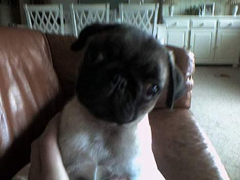 Mops Emil - Hva er det for en lyd? billede 3